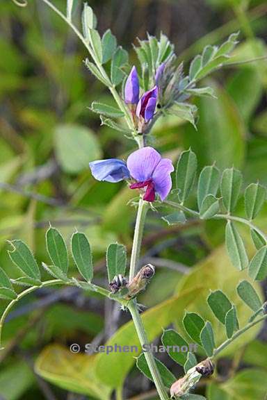 vicia sativa ssp sativa 3 graphic